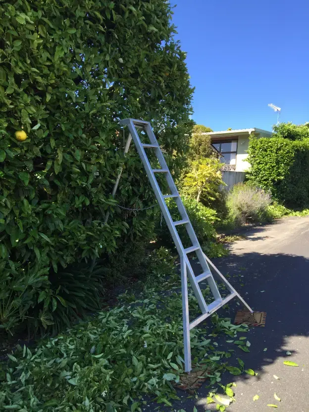 Qualified tree work in Amberley